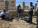 کاشت نهال در دانشگاه جامع علمی کاربردی لرستان
